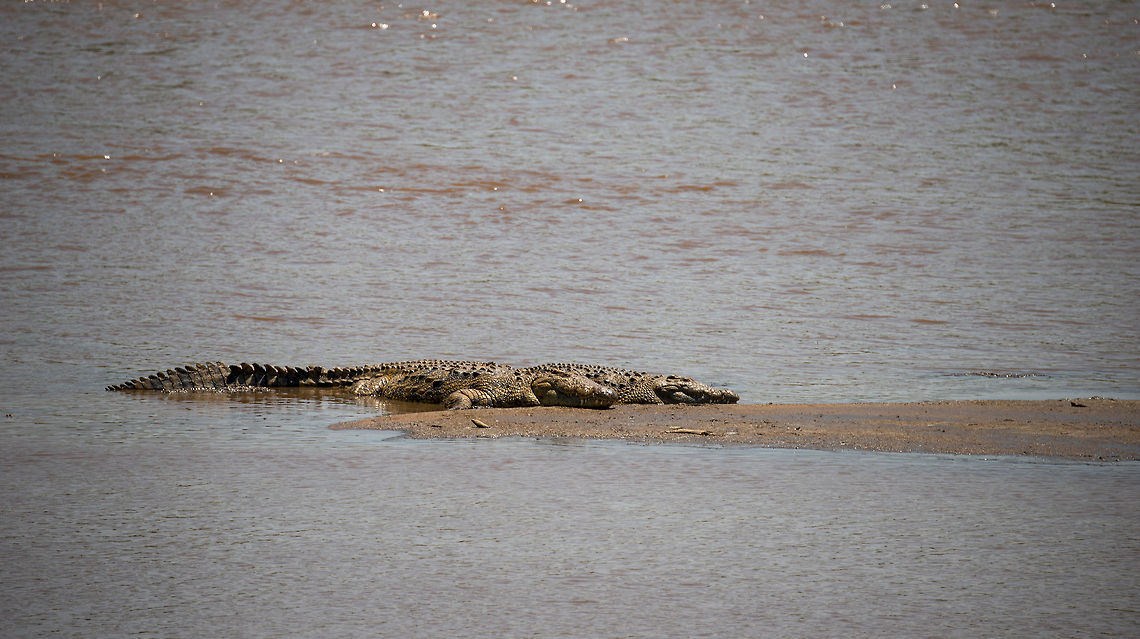 Mara river crocodiles These are some of the crocodiles waiting each year for the Wildebeest to cross the Mara River. These are some of the largest crocodiles in the world, and they also tend to become the oldest, some aging over 100 years.  Africa,Crocodylus niloticus,Nile crocodile,Serengeti National Park,Serengeti North,Serengeti area,Tanzania