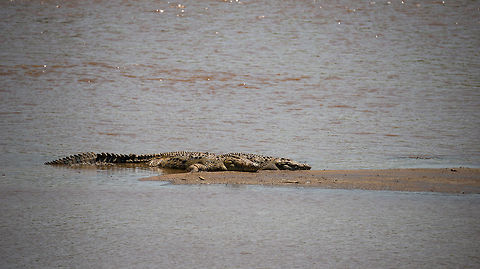 Mara river crocodiles These are some of the crocodiles waiting each year for the Wildebeest to cross the Mara River. These are some of the largest crocodiles in the world, and they also tend to become the oldest, some aging over 100 years.  Africa,Crocodylus niloticus,Nile crocodile,Serengeti National Park,Serengeti North,Serengeti area,Tanzania
