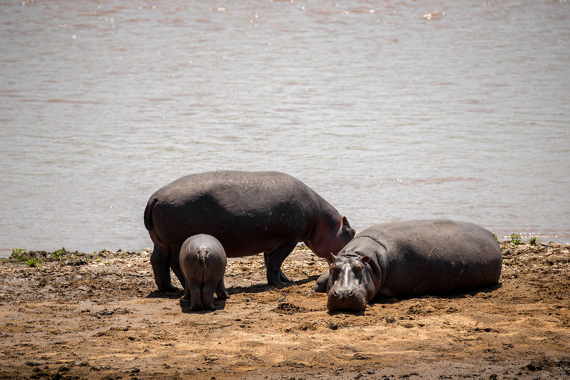 Hippo family at Mara River banks  Africa,Hippopotamus,Hippopotamus amphibius,Serengeti National Park,Serengeti North,Serengeti area,Tanzania