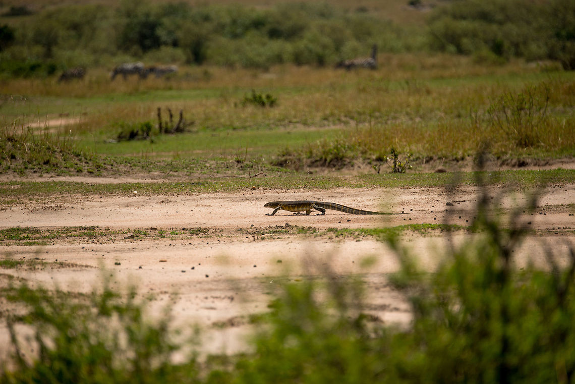 Nile Monitor walking towards Mara River This dark, slow-moving thing in the corner of my eye caught my attention. It turns out to be a Nile monitor. These are quite big, growing up to 2m in length. Although they occur throughout Africa, this was our only spotting during the trip (except for a dead one, killed by a crocodile). Africa,Nile monitor,Serengeti National Park,Serengeti North,Serengeti area,Tanzania,Varanus niloticus
