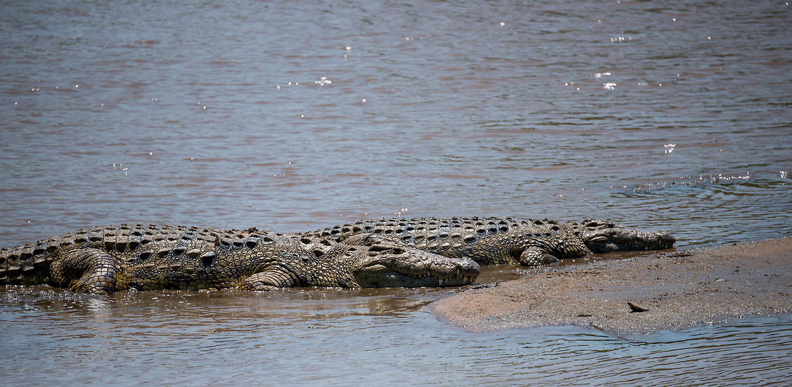 Mara river Nile Crocodiles waiting for crossing, Tanzania Some of the largest and oldest crocs in the world. Africa,Crocodylus niloticus,Nile crocodile,Serengeti National Park,Serengeti North,Serengeti area,Tanzania