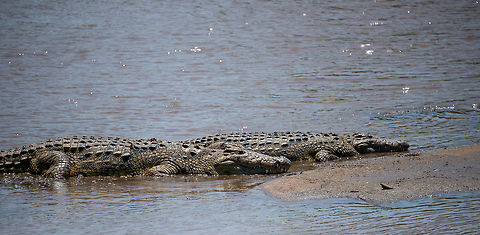Mara river Nile Crocodiles waiting for crossing, Tanzania Some of the largest and oldest crocs in the world. Africa,Crocodylus niloticus,Nile crocodile,Serengeti National Park,Serengeti North,Serengeti area,Tanzania
