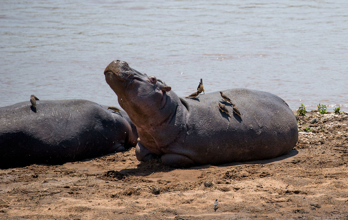 Hippo at Mara river annoyed by oxpeckers  Africa,Hippopotamus,Hippopotamus amphibius,Serengeti National Park,Serengeti North,Serengeti area,Tanzania