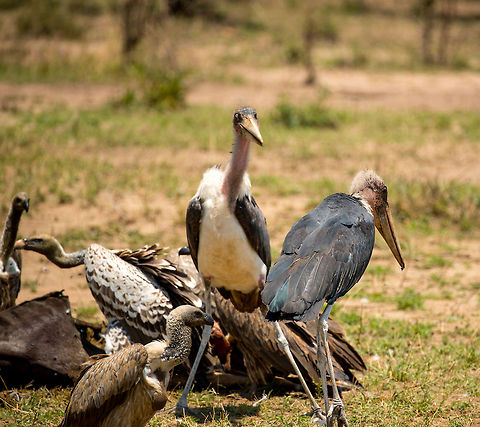 Marabou Storks establishing hierarchy during feeding frenzy, Serengeti Marabou storks compete with several vultures over the carcass of a Wildebeest, yet there's also struggles within their own kind. Africa,Leptoptilos crumeniferus,Marabou Stork,Serengeti National Park,Serengeti North,Serengeti area,Tanzania