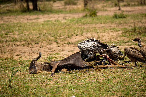 Rüppells Vulture head-first feeding on Wildebeest Yes it is gruesome, but such is life in the wild. This photo shows why vultures are bald. Going head-first during feeding would otherwise smear their feathers too much. The photo also shows the hierarchy amongst vultures. The white and large one is the adult Rüppells Vulture, the three brown ones are juveniles. It takes as much as 7 years for a Rüppells Vulture to reach full adulthood, and to finally get that white/brown feather pack. Africa,Gyps rueppellii,Rüppells Vulture,Serengeti National Park,Serengeti North,Serengeti area,Tanzania