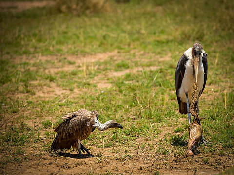 Marabou Stork struggling with Wildebeest organs I'm guessing many people would not take a stork to be such a carnivore, yet Marabou storks, other than not being very pretty, eat almost anything. They have bald heads for the same reason vultures do; to not mess up their feathers when deeply entering their scavenge pickings. You could call it a vulture stork for that reason. In this photo, we see it struggle with what is probably the stomach of a fallen Wildebeest. There is an interesting relationship with vultures: a Marabou stork can easily kill any type of vulture, but they won't. They depend on vultures to cut flesh and organs into smaller pieces, as the bill of the Marabou Stork is simply not suitable for cutting.  Africa,Leptoptilos crumeniferus,Marabou Stork,Serengeti National Park,Serengeti North,Serengeti area,Tanzania