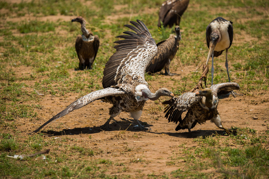 Rüppells Vultures establishing dominance, Serengeti An adult R&uuml;ppells Vultures reminds a few juveniles of the hierarchy at play, which determine the feeding order in vulture &quot;society&quot;. It is hard for people to appreciate vultures, but the more you learn about them, the more you understand they lead extremely challenging lives. They&#039;re always working under extreme time pressure, at the mercy of a strong hierarchical order. Africa,Gyps rueppellii,Rüppells Vulture,Serengeti National Park,Serengeti North,Serengeti area,Tanzania