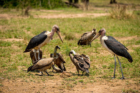 The relation between Marabou Storks and Vultures, Serengeti This photo shows the relationship between Marabou Storks and vultures. At a first glance, judged by size and strength, these Marabou Storks could easily chase away or kill the vultures. The only reason why they won't is that vultures have the tools to cut prey into small pieces, whereas the bill of the Marabou Stork is useless for cutting. Thus, as you can see, the storks are patiently waiting for the vultures to produce snack-size bites. Only then will they strike. Africa,Leptoptilos crumeniferus,Marabou Stork,Serengeti National Park,Serengeti North,Serengeti area,Tanzania
