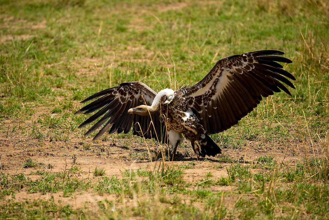 Rüppells Vulture, air king of the Serengeti It took this R&uuml;ppells Vulture 7 years to get to this stage of adulthood, to this size, to this status in the hierarchy, and therefore...all of Serengeti shall know it.  Africa,Gyps rueppellii,Rüppells Vulture,Serengeti National Park,Serengeti North,Serengeti area,Tanzania