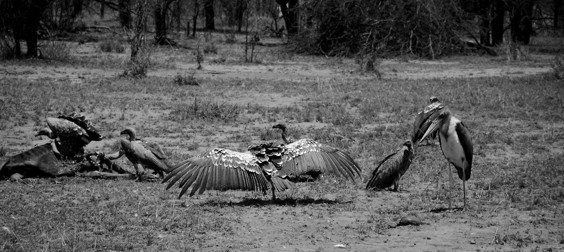 Rüppells Vulture full wing span Check out the enormous wing span of this R&uuml;ppells Vulture, it spans wider than the entire Wildebeest kill on the left. Africa,Gyps rueppellii,Rüppells Vulture,Serengeti National Park,Serengeti North,Serengeti area,Tanzania