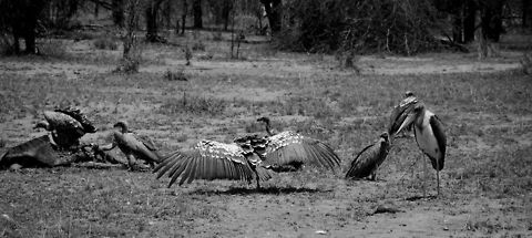 Rüppells Vulture full wing span Check out the enormous wing span of this Rüppells Vulture, it spans wider than the entire Wildebeest kill on the left. Africa,Gyps rueppellii,Rüppells Vulture,Serengeti National Park,Serengeti North,Serengeti area,Tanzania