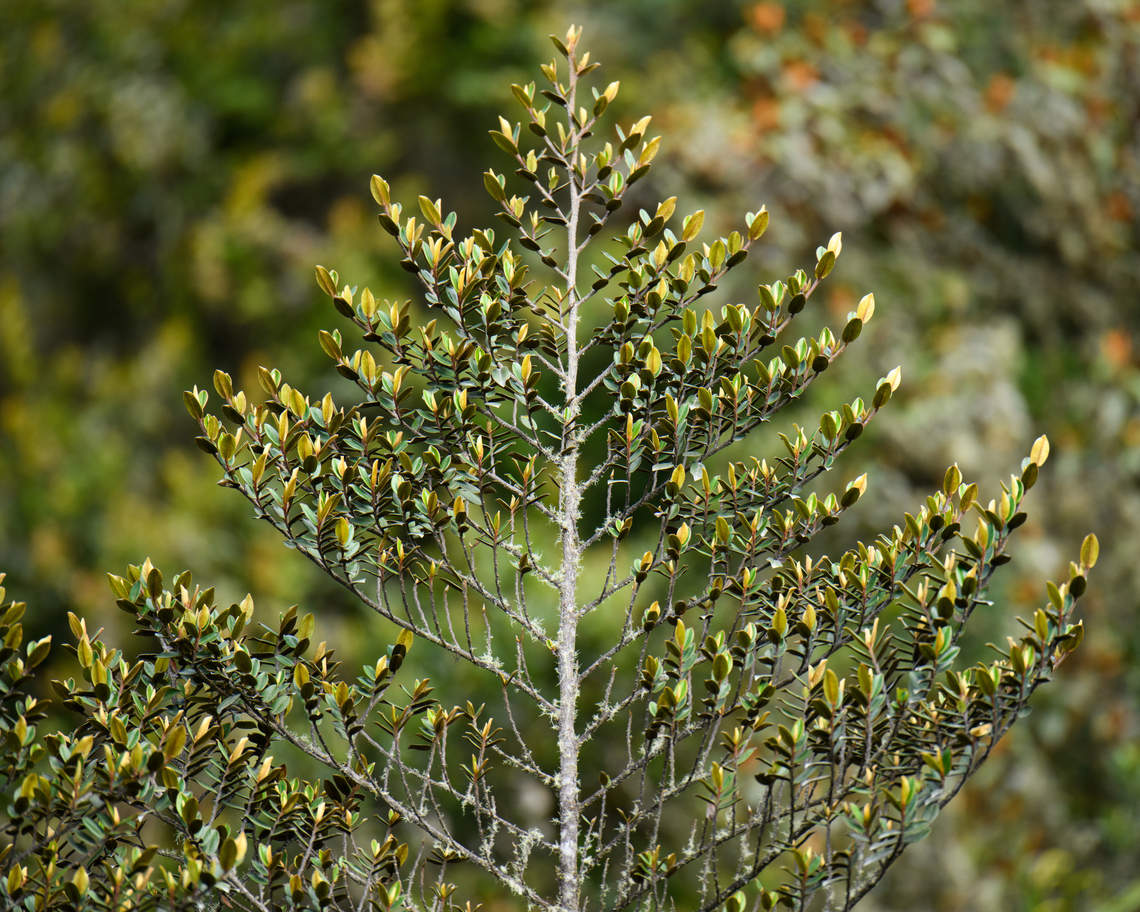Unknown tree/shrub, Termales del Ruiz, Colombia Straight-grower, but I don't know what it is. Colombia,Colombia 2022,Fall,Geotagged,South America,Termales del Ruiz,World