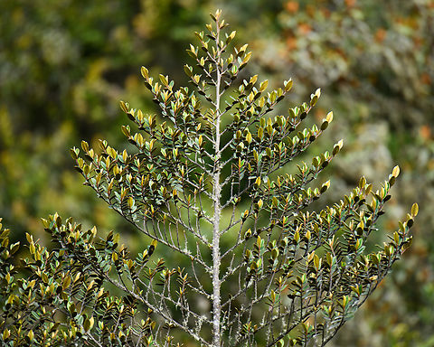 Unknown tree/shrub, Termales del Ruiz, Colombia Straight-grower, but I don't know what it is. Colombia,Colombia 2022,Fall,Geotagged,South America,Termales del Ruiz,World