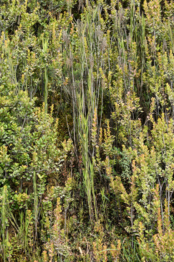 Epidendrum frutex cluster, Termales del Ruiz, Colombia  Colombia,Colombia 2022,Epidendrum frutex,Fall,Geotagged,South America,Termales del Ruiz,World