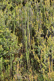 Epidendrum frutex cluster, Termales del Ruiz, Colombia  Colombia,Colombia 2022,Epidendrum frutex,Fall,Geotagged,South America,Termales del Ruiz,World