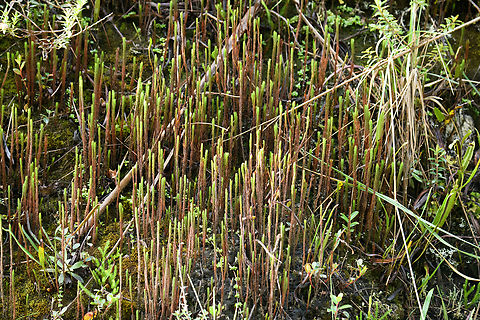 Clubmoss/Firmoss? Termales del Ruiz, Colombia  Colombia,Colombia 2022,Fall,Geotagged,South America,Termales del Ruiz,World