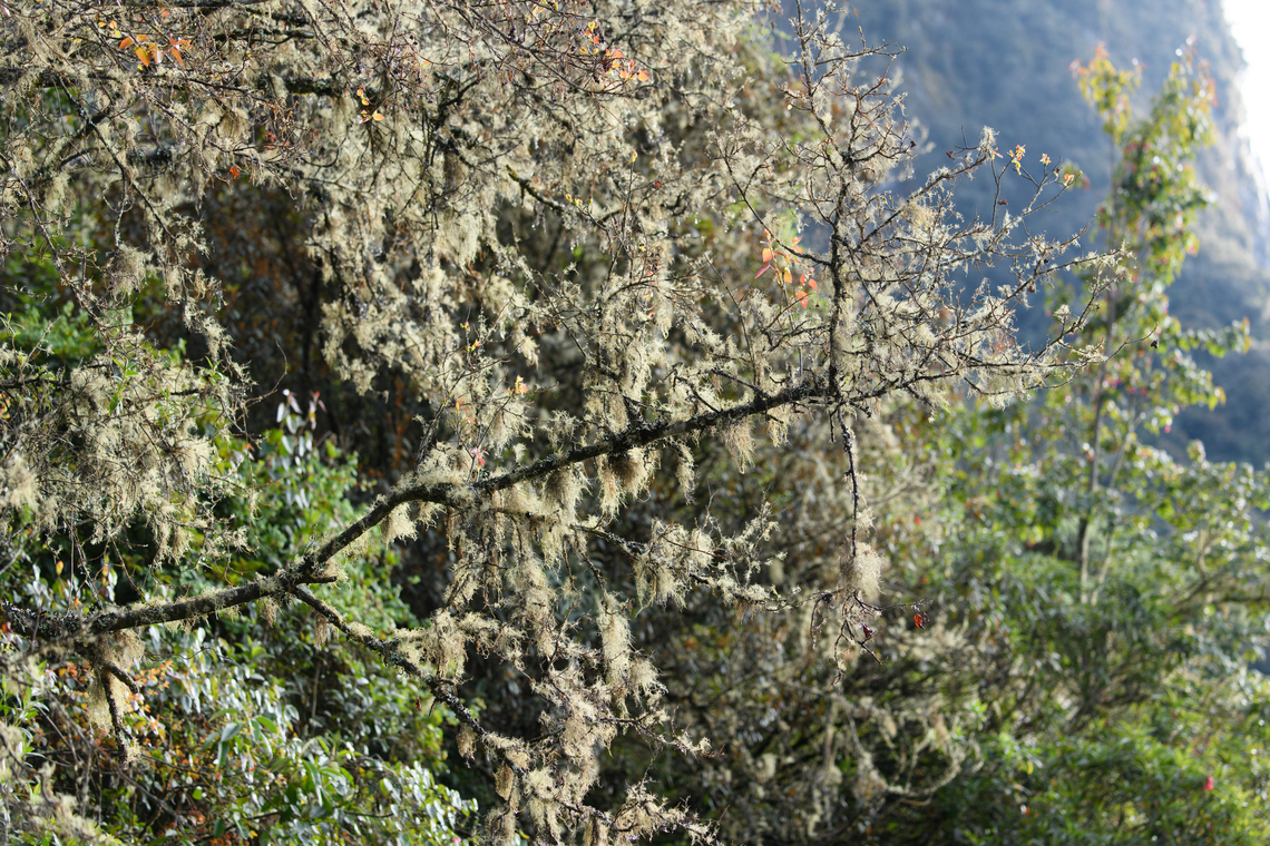 Back-lit lichens Usnea sp., Termales del Ruiz, Colombia  Colombia,Colombia 2022,Fall,Geotagged,South America,Termales del Ruiz,World