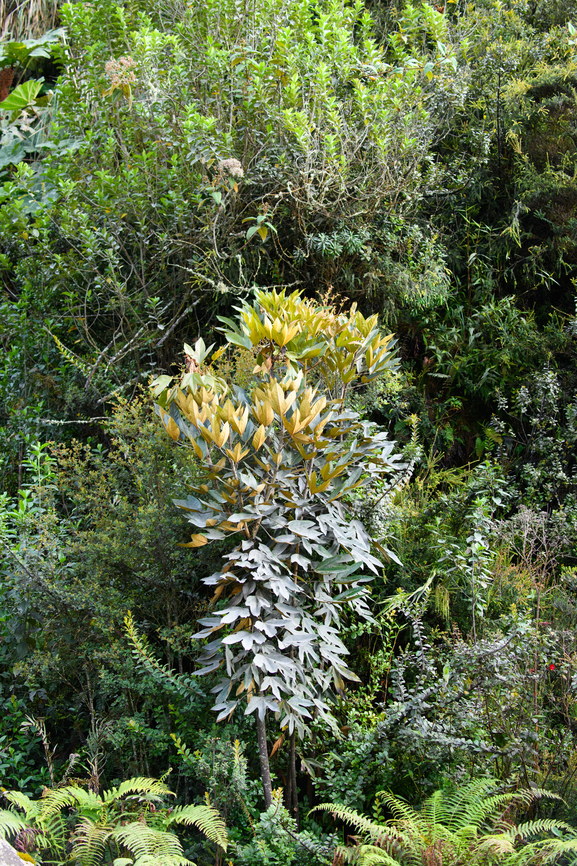 Unknown P&aacute;ramo tree, Termales del Ruiz, Colombia  Colombia,Colombia 2022,Fall,Geotagged,P&aacute;ramo,South America,Termales del Ruiz,World