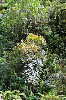 Unknown P&aacute;ramo tree, Termales del Ruiz, Colombia  Colombia,Colombia 2022,Fall,Geotagged,P&aacute;ramo,South America,Termales del Ruiz,World