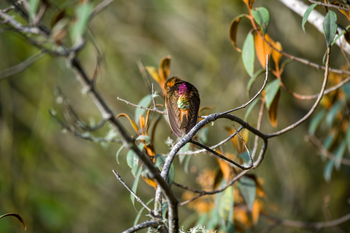Shining sunbeam - display, Hacienda El Bosque, Colombia  Aglaeactis cupripennis,Colombia,Colombia 2022,Fall,Geotagged,Shining sunbeam,South America,Termales del Ruiz,World