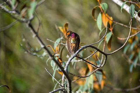 Shining sunbeam - display, Hacienda El Bosque, Colombia  Aglaeactis cupripennis,Colombia,Colombia 2022,Fall,Geotagged,Shining sunbeam,South America,Termales del Ruiz,World