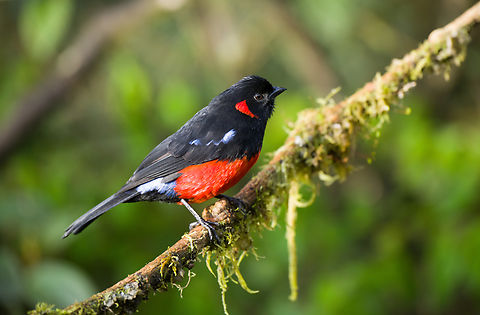 Scarlet-bellied mountain tanager - closeup, Termales del Ruiz, Colombia Near a feeder. Anisognathus igniventris,Colombia,Colombia 2022,Fall,Geotagged,Scarlet-bellied mountain tanager,South America,Termales del Ruiz,World