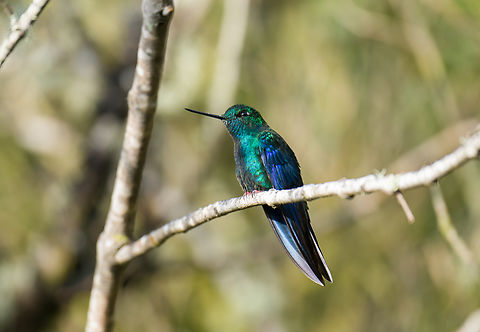 Great sapphirewing - male perched, Termales del Ruiz, Colombia Near a feeder. Colombia,Colombia 2022,Fall,Geotagged,Great sapphirewing,Pterophanes cyanopterus,South America,Termales del Ruiz,World
