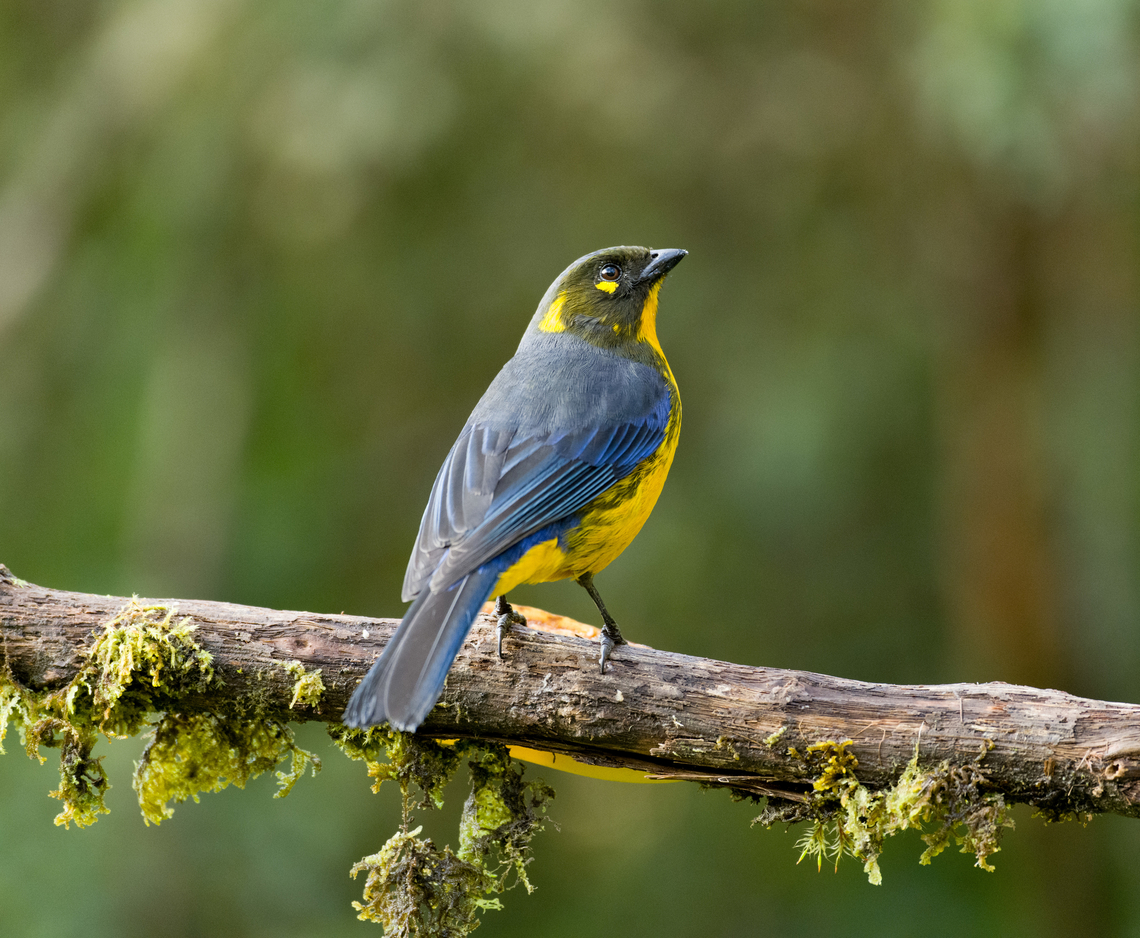 Lacrimose mountain tanager, Termales del Ruiz, Colombia Near a feeder. Anisognathus lacrymosus,Colombia,Colombia 2022,Fall,Geotagged,Lacrimose mountain tanager,South America,Termales del Ruiz,World