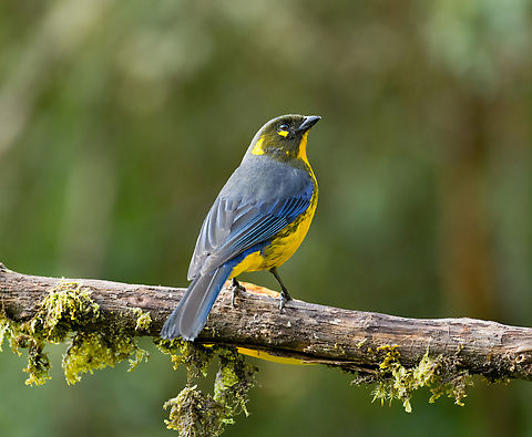 Lacrimose mountain tanager, Termales del Ruiz, Colombia Near a feeder. Anisognathus lacrymosus,Colombia,Colombia 2022,Fall,Geotagged,Lacrimose mountain tanager,South America,Termales del Ruiz,World
