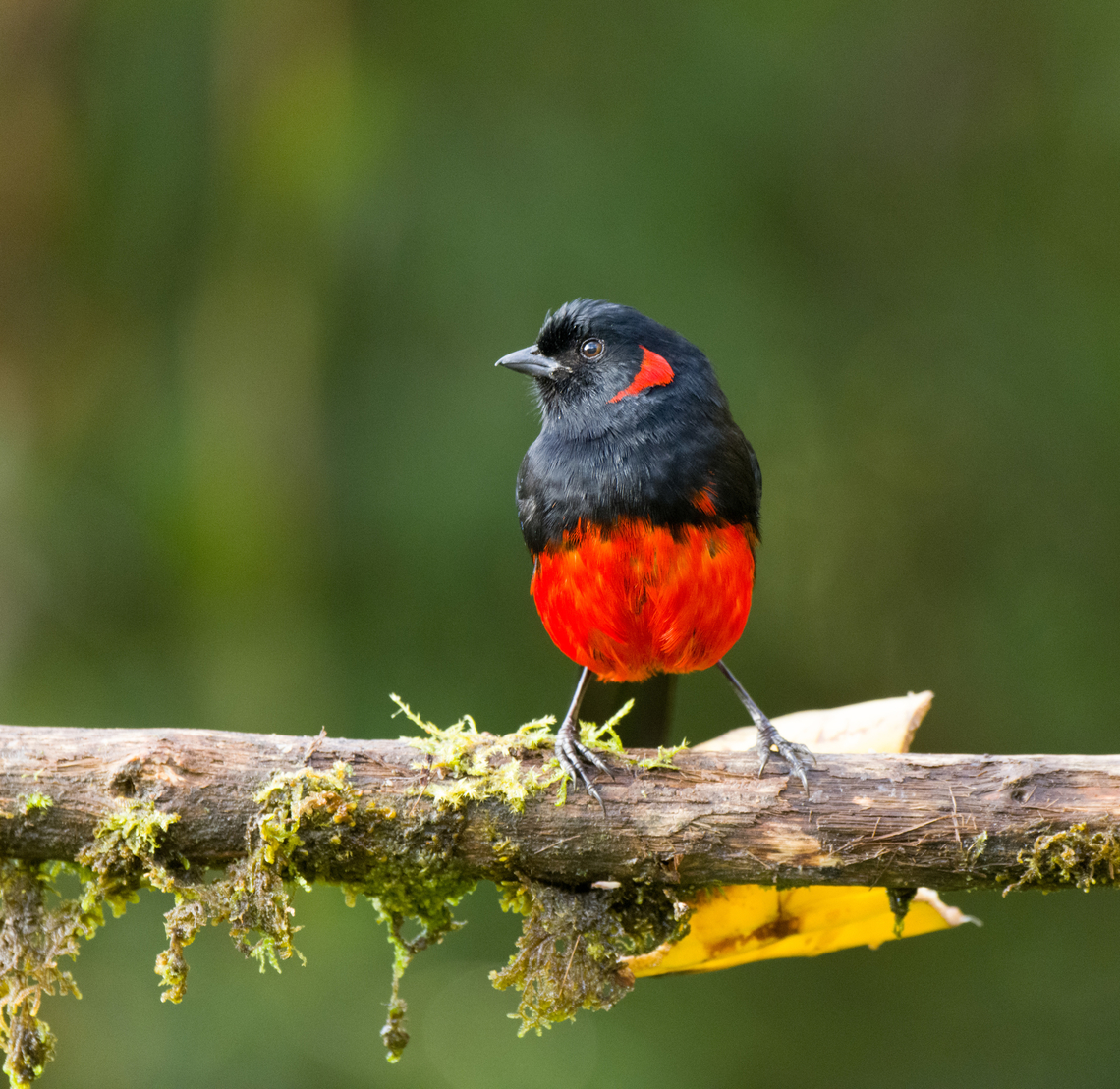 Scarlet-bellied mountain tanager, Termales del Ruiz, Colombia Near a feeder. Anisognathus igniventris,Colombia,Colombia 2022,Fall,Geotagged,Scarlet-bellied mountain tanager,South America,Termales del Ruiz,World