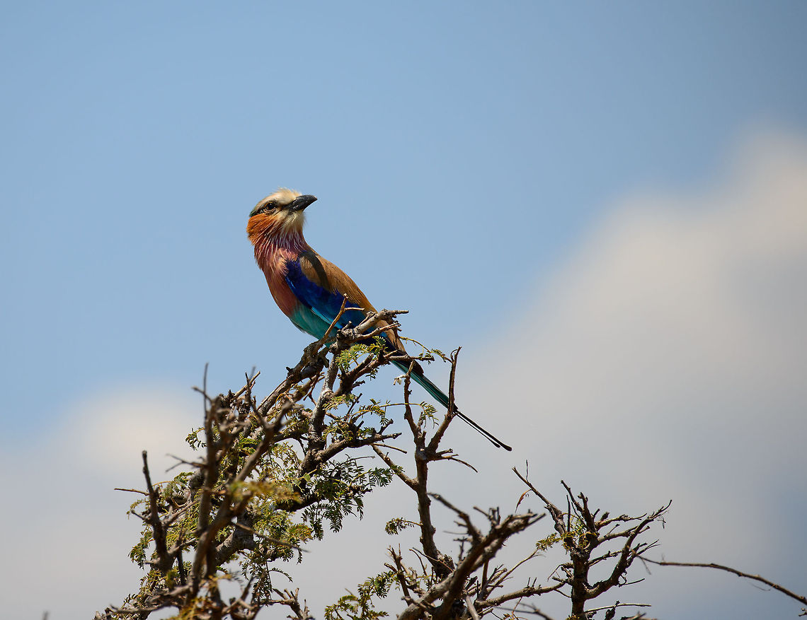 Lilac-breasted roller, Mara river, Tanzania  Africa,Coracias caudatus,Lilac-breasted Roller,Serengeti National Park,Serengeti North,Serengeti area,Tanzania