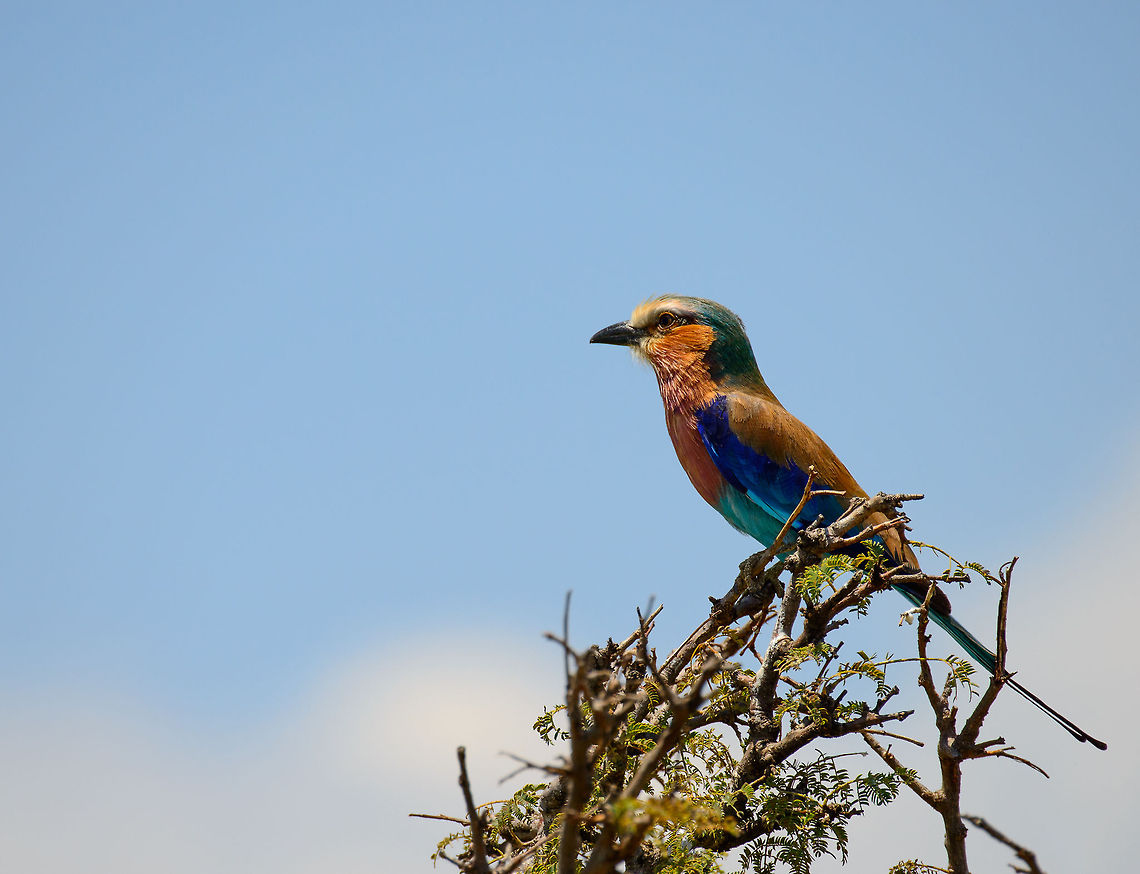 Lilac-breasted Roller closeup, Mara river, Tanzania  Africa,Coracias caudatus,Lilac-breasted Roller,Serengeti National Park,Serengeti North,Serengeti area,Tanzania