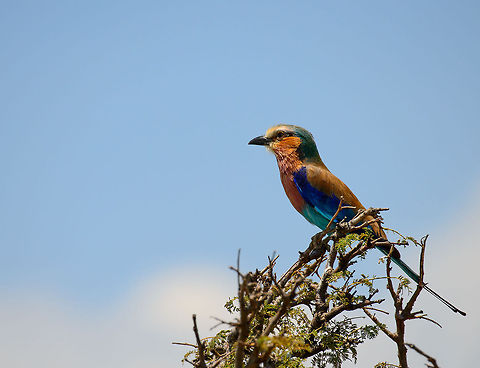Lilac-breasted Roller closeup, Mara river, Tanzania  Africa,Coracias caudatus,Lilac-breasted Roller,Serengeti National Park,Serengeti North,Serengeti area,Tanzania