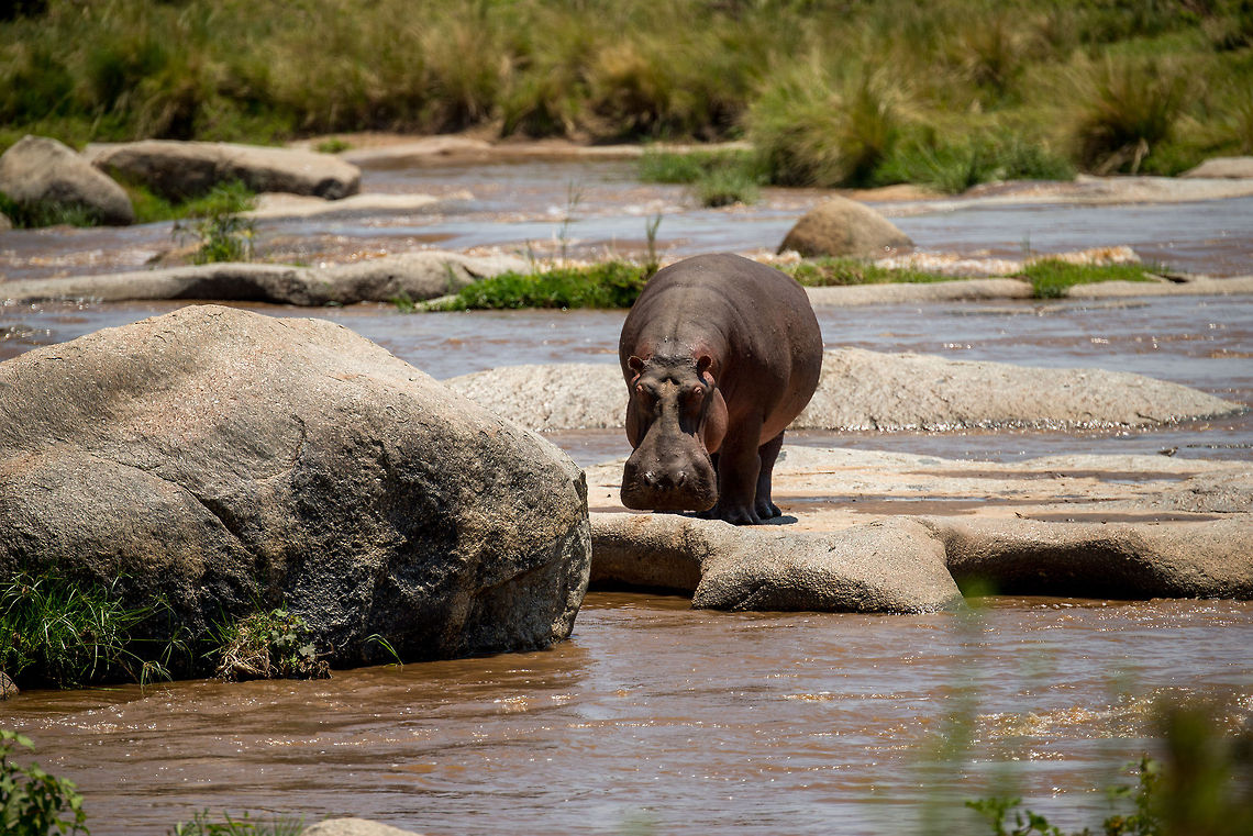 Sole Hippo, Mara River, Tanzania  Africa,Hippopotamus,Hippopotamus amphibius,Serengeti National Park,Serengeti North,Serengeti area,Tanzania