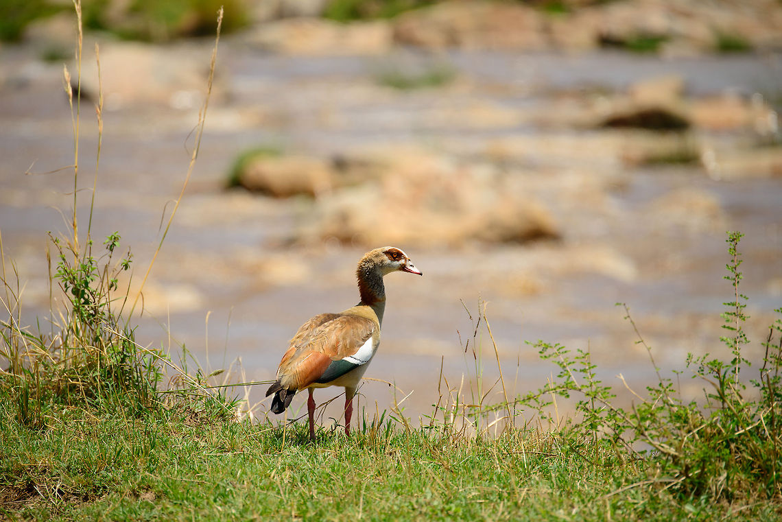 Egyptian Goose, Mara River, Tanzania  Africa,Alopochen aegyptiacus,Egyptian Goose,Serengeti National Park,Serengeti North,Serengeti area,Tanzania