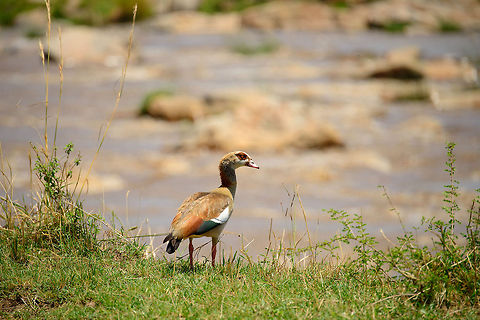 Egyptian Goose, Mara River, Tanzania  Africa,Alopochen aegyptiacus,Egyptian Goose,Serengeti National Park,Serengeti North,Serengeti area,Tanzania