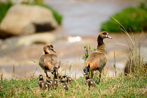 Egyptian Goose family, Mara River, Tanzania A different take on the famous Mara River, known for its epic life and death struggle between crossing Wildebeest and the crocodiles that await them. Why not show a goose family instead? Africa,Alopochen aegyptiacus,Egyptian Goose,Serengeti National Park,Serengeti North,Serengeti area,Tanzania