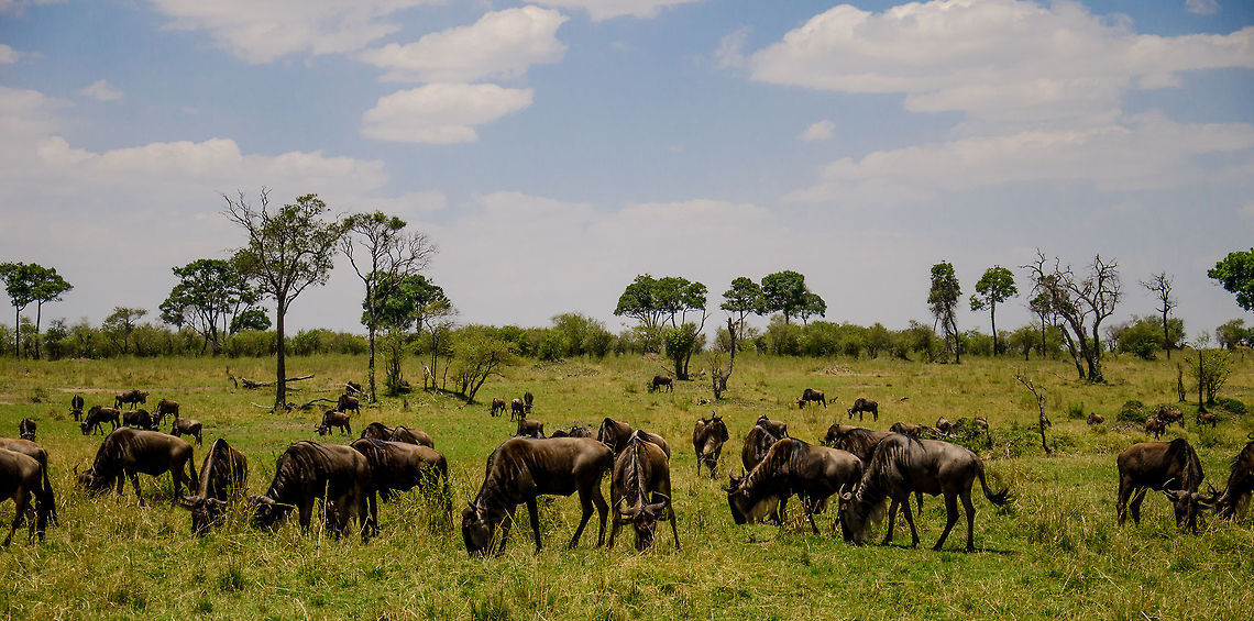 Wildebeests grazing near Mara River  Africa,Blue wildebeest,Connochaetes taurinus,Serengeti National Park,Serengeti North,Serengeti area,Tanzania