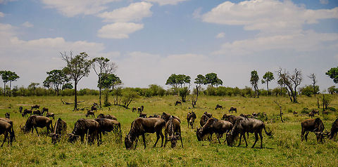 Wildebeests grazing near Mara River  Africa,Blue wildebeest,Connochaetes taurinus,Serengeti National Park,Serengeti North,Serengeti area,Tanzania