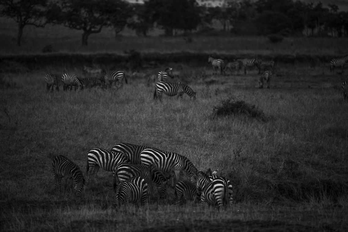 Zebras grazing near Mara river [low key]  Africa,Equus quagga,Plains zebra,Serengeti National Park,Serengeti North,Serengeti area,Tanzania