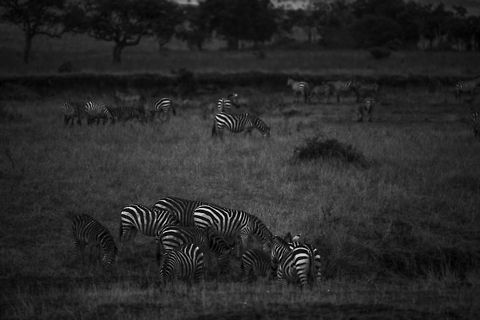 Zebras grazing near Mara river [low key]  Africa,Equus quagga,Plains zebra,Serengeti National Park,Serengeti North,Serengeti area,Tanzania