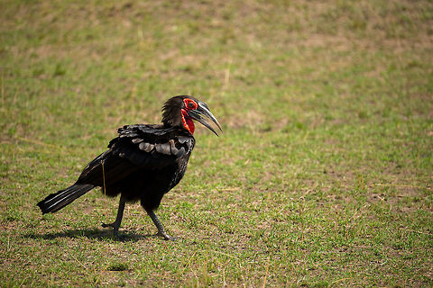 Southern Ground Hornbill, Serengeti North  Africa,Bucorvus leadbeateri,Serengeti National Park,Serengeti North,Serengeti area,Southern Ground Hornbill,Tanzania