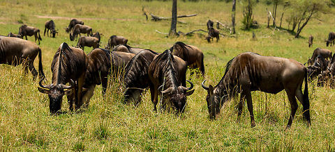 Wildebeests grazing near Mara River - Closeup  Africa,Blue wildebeest,Connochaetes taurinus,Serengeti National Park,Serengeti North,Serengeti area,Tanzania