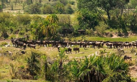 Mara River near-crossing Here we're about to witness the famous scene of Wildebeests crossing the Mara river as part of the Great Migration. Unfortunately, this group didn't actually cross. They were too scared, and later on driven apart by another jeep. Africa,Blue wildebeest,Connochaetes taurinus,Serengeti National Park,Serengeti North,Serengeti area,Tanzania