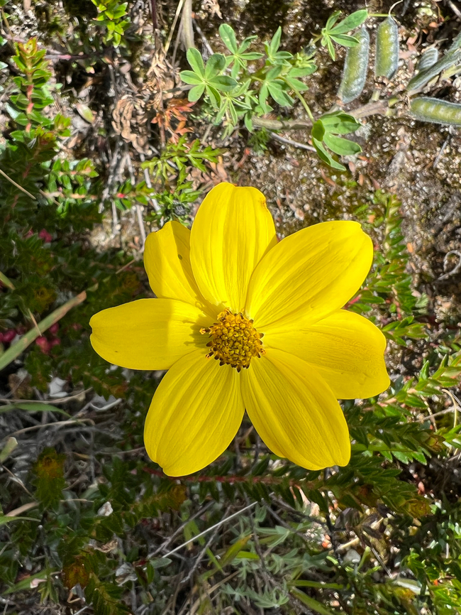 Bidens andicola, Termales del Ruiz, Colombia  Bidens andicola,Colombia,Colombia 2022,Fall,Geotagged,Páramo,South America,Termales del Ruiz,World