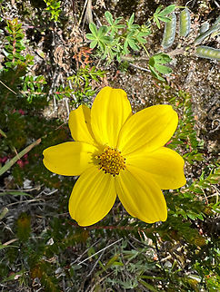 Bidens andicola