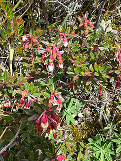 Gaultheria myrsinoides, Termales del Ruiz, Colombia  Colombia,Colombia 2022,Fall,Gaultheria myrsinoides,Geotagged,P&aacute;ramo,South America,Termales del Ruiz,World