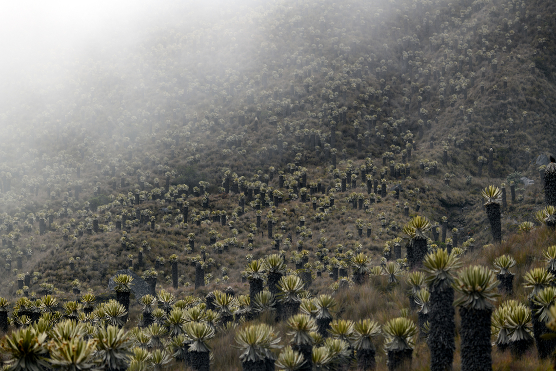 Espeletia hartwegiana valley, Termales del Ruiz, Colombia An experience hard to communicate in a photo. Exiting the area and driving down we came across a very deep valley with thousands of Espeletia hartwegiana. The valley extends of the left of the photo and appeared endless.<br />
<figure class="photo"><a href="https://www.jungledragon.com/image/150240/espeletia_hartwegiana_valley_-_closeup_termales_del_ruiz_colombia.html" title="Espeletia hartwegiana valley - closeup, Termales del Ruiz, Colombia"><img src="https://s3.amazonaws.com/media.jungledragon.com/images/2/150240_thumb.jpg?AWSAccessKeyId=05GMT0V3GWVNE7GGM1R2&Expires=1759968010&Signature=9IVcq%2BQKjrFYbpHWvpf3vUt66Gc%3D" width="200" height="134" alt="Espeletia hartwegiana valley - closeup, Termales del Ruiz, Colombia https://www.jungledragon.com/image/150239/espeletia_hartwegiana_valley_termales_del_ruiz_colombia.html Colombia,Colombia 2022,Espeletia hartwegiana,Fall,Geotagged,South America,Termales del Ruiz,World" /></a></figure> Colombia,Colombia 2022,Espeletia hartwegiana,Fall,Geotagged,South America,Termales del Ruiz,World