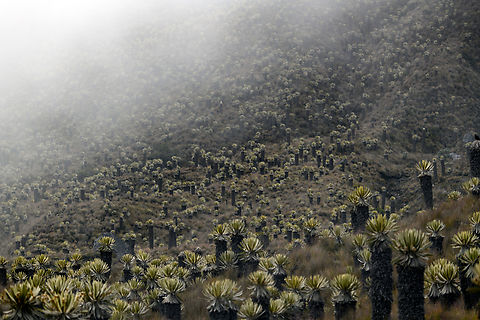 Espeletia hartwegiana valley, Termales del Ruiz, Colombia An experience hard to communicate in a photo. Exiting the area and driving down we came across a very deep valley with thousands of Espeletia hartwegiana. The valley extends of the left of the photo and appeared endless.
https://www.jungledragon.com/image/150240/espeletia_hartwegiana_valley_-_closeup_termales_del_ruiz_colombia.html Colombia,Colombia 2022,Espeletia hartwegiana,Fall,Geotagged,South America,Termales del Ruiz,World