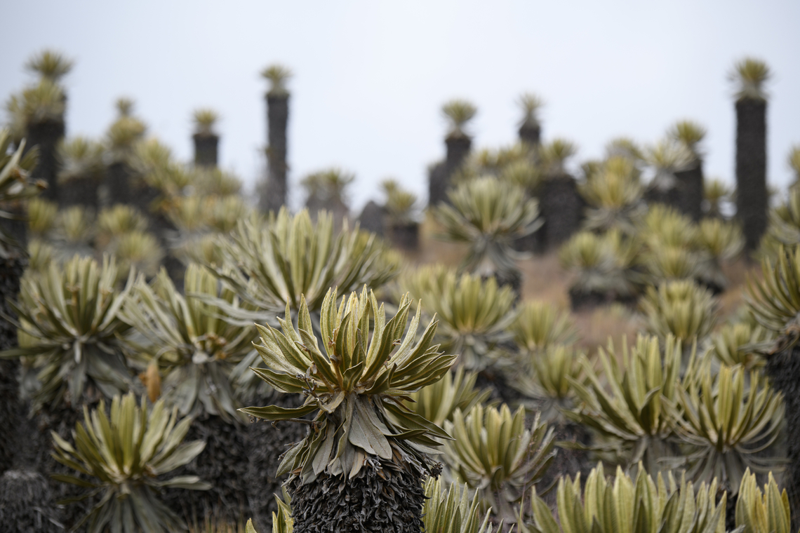 Espeletia hartwegiana valley - closeup, Termales del Ruiz, Colombia <figure class="photo"><a href="https://www.jungledragon.com/image/150239/espeletia_hartwegiana_valley_termales_del_ruiz_colombia.html" title="Espeletia hartwegiana valley, Termales del Ruiz, Colombia"><img src="https://s3.amazonaws.com/media.jungledragon.com/images/2/150239_thumb.jpg?AWSAccessKeyId=05GMT0V3GWVNE7GGM1R2&Expires=1769040010&Signature=3kIsxF3xgHLNPym59OLOVxtApuM%3D" width="200" height="134" alt="Espeletia hartwegiana valley, Termales del Ruiz, Colombia An experience hard to communicate in a photo. Exiting the area and driving down we came across a very deep valley with thousands of Espeletia hartwegiana. The valley extends of the left of the photo and appeared endless.<br />
https://www.jungledragon.com/image/150240/espeletia_hartwegiana_valley_-_closeup_termales_del_ruiz_colombia.html Colombia,Colombia 2022,Espeletia hartwegiana,Fall,Geotagged,South America,Termales del Ruiz,World" /></a></figure> Colombia,Colombia 2022,Espeletia hartwegiana,Fall,Geotagged,South America,Termales del Ruiz,World